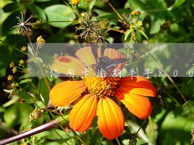 信用卡逾期半年8000