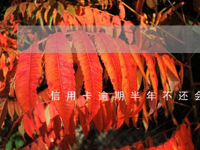 信用卡逾期半年不还会怎样