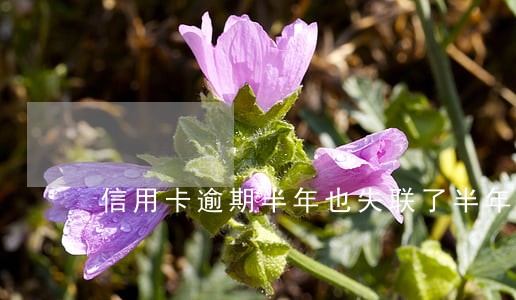 信用卡逾期半年也失联了半年