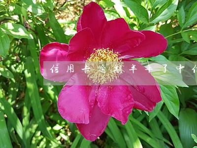 信用卡逾期半年了中信银行 信用卡逾期半年了中信银行
