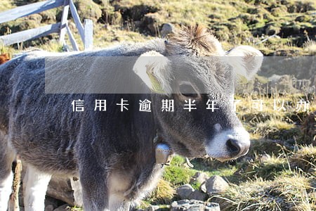 信用卡逾期半年了可以办分期吗