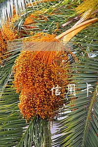 信用卡逾期半年了可以只还本金吗
