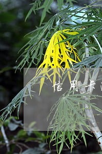 信用卡逾期半年了律师函也收到了 信用卡逾期半年了律师函也收到了