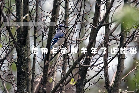 信用卡逾期半年了还能出境吗 信用卡逾期半年了还能出境吗