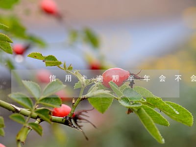 信用卡逾期半年会不会上征信 信用卡逾期半年会不会上征信