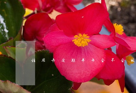 信用卡逾期半年会不会被通缉 信用卡逾期半年会不会被通缉