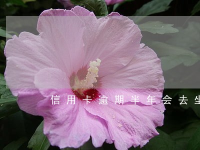 信用卡逾期半年会去坐牢吗 信用卡逾期半年会去坐牢吗