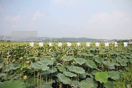 信用卡逾期半年会被上黑户么