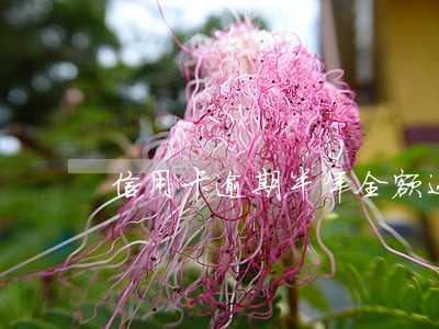 信用卡逾期半年全额还清