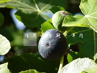 信用卡逾期半年内 信用卡逾期半年内