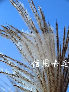 信用卡逾期半年利息超高 信用卡逾期半年利息超高