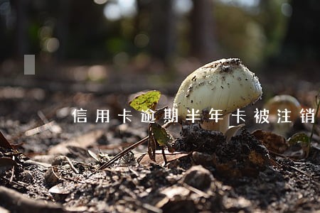 信用卡逾期半年卡被注销 信用卡逾期半年卡被注销