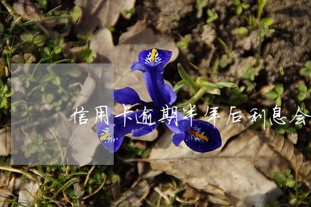 信用卡逾期半年后利息会降低吗 信用卡逾期半年后利息会降低吗