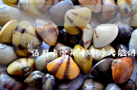 信用卡逾期半年多久能消除 信用卡逾期半年多久能消除