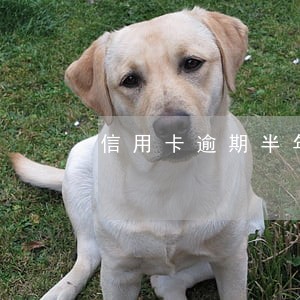 信用卡逾期半年多了还能恢复吗 信用卡逾期半年多了还能恢复吗