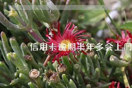 信用卡逾期半年多会上门吗