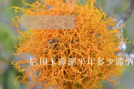 信用卡逾期半年多少滞纳金 信用卡逾期半年多少滞纳金