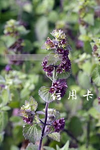信用卡逾期半年征信啥时候恢复