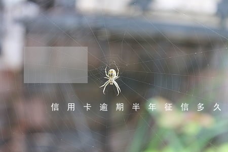 信用卡逾期半年征信多久消除 信用卡逾期半年征信多久消除