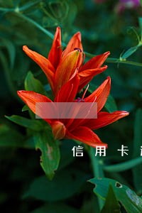 信用卡逾期半年怎么能免利息 信用卡逾期半年怎么能免利息