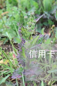 信用卡逾期半年我爱卡