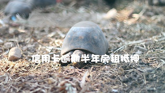 信用卡逾期半年房租抵押 信用卡逾期半年房租抵押