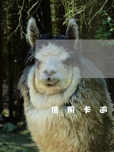 信用卡逾期半年数据 信用卡逾期半年数据