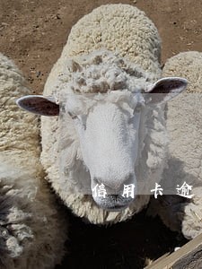 信用卡逾期半年是连三累六吗
