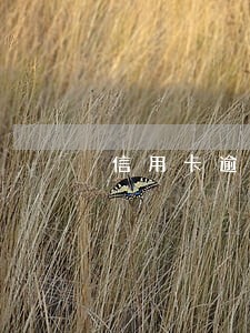信用卡逾期半年未偿额800亿 信用卡逾期半年未偿额800亿