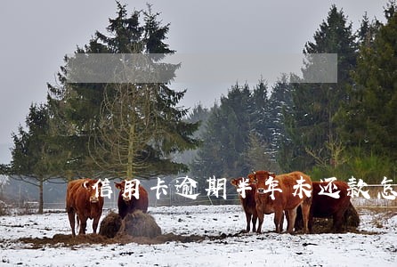 信用卡逾期半年未还款怎么办 信用卡逾期半年未还款怎么办