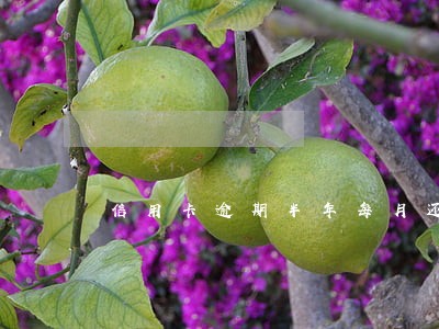 信用卡逾期半年每月还了十几元 信用卡逾期半年每月还了十几元