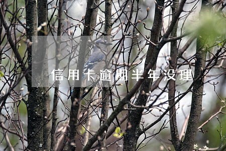 信用卡逾期半年没理 信用卡逾期半年没理