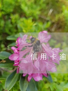 信用卡逾期半年没还利息怎么算