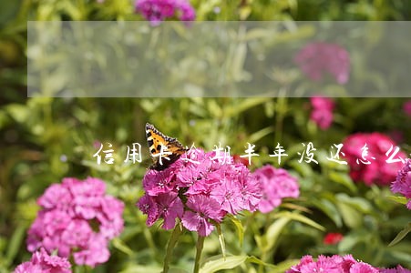 信用卡逾期半年没还怎么办 信用卡逾期半年没还怎么办