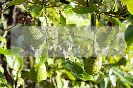 信用卡逾期半年没钱还 信用卡逾期半年没钱还
