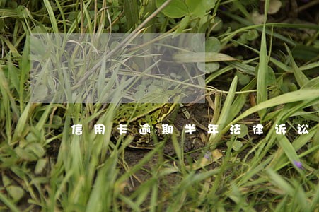 信用卡逾期半年法律诉讼了怎么办 信用卡逾期半年法律诉讼了怎么办