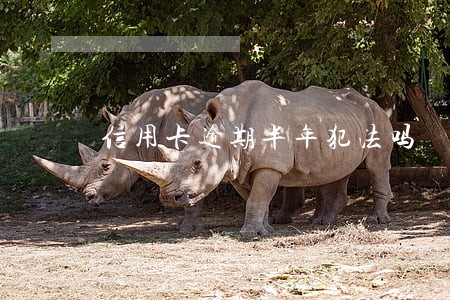 信用卡逾期半年犯法吗 信用卡逾期半年犯法吗