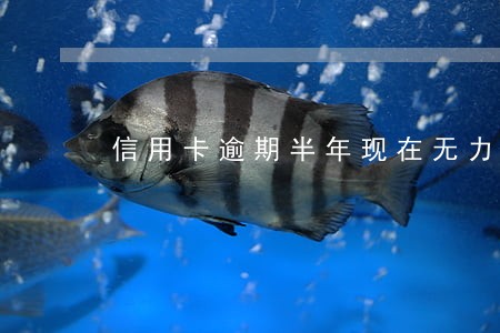 信用卡逾期半年现在无力偿还 信用卡逾期半年现在无力偿还