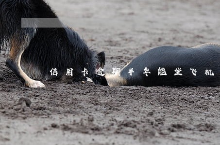 信用卡逾期半年能坐飞机吗
