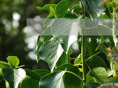 信用卡逾期半年能恢复 信用卡逾期半年能恢复