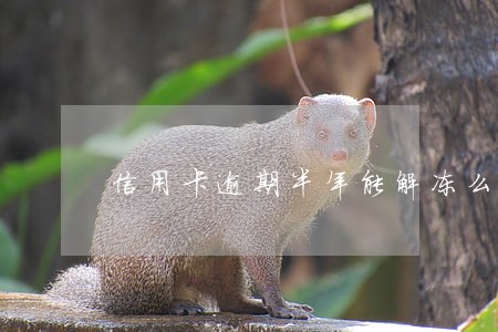 信用卡逾期半年能解冻么