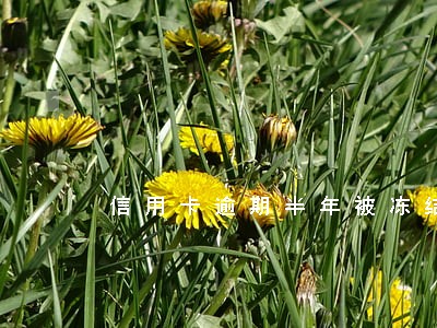 信用卡逾期半年被冻结解冻 信用卡逾期半年被冻结解冻