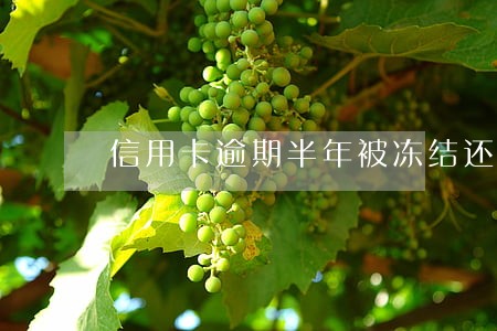 信用卡逾期半年被冻结还能用吗 信用卡逾期半年被冻结还能用吗