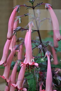 信用卡逾期半年被冻还能用吗