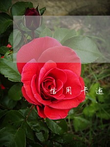 信用卡逾期半年说开庭了