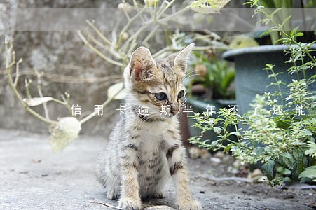 信用卡逾期半年还了还能用多久 信用卡逾期半年还了还能用多久