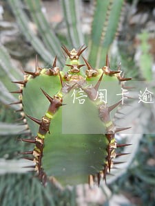 信用卡逾期半年还全款 信用卡逾期半年还全款