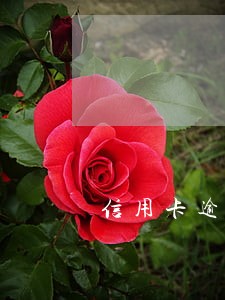 信用卡逾期半年还可以协商还吗