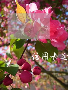 信用卡逾期半年还完还能用吗 信用卡逾期半年还完还能用吗