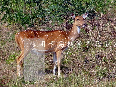 信用卡逾期半年还款880亿